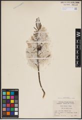 Foto von Salix candida Flüggé ex Willd.